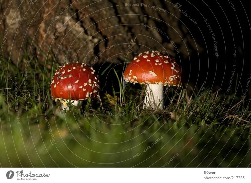 FLY agaric Friendship 2 Human being Nature Earth Tree Grass Dark Large Small Red White Amanita mushroom Point Dim Tree bark Mushroom Ground Size Size difference