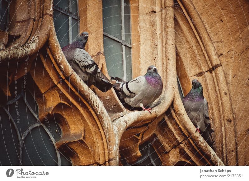 Pigeons at a church window in Oxford Downtown Old town Animal Bird 3 Esthetic England Historic Historic Buildings Church Church window English Great Britain Sit