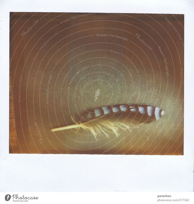 Bird feather lies on a black background. Polaroid. Wildlife Lie Esthetic Soft Blue Black White Feather Striped Pattern Jay Close-up Discovery Doomed