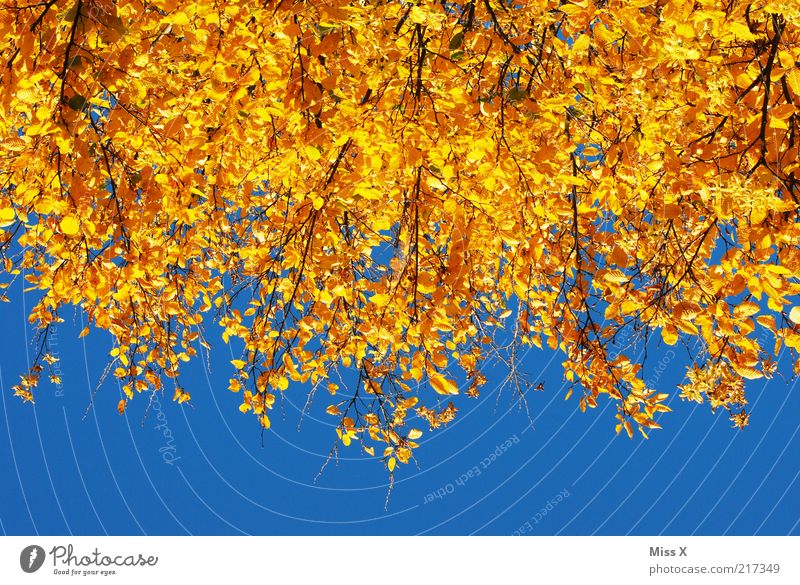Autumn in Gold Nature Cloudless sky Beautiful weather Tree Leaf Forest To dry up Yellow Autumn leaves Autumnal Indian Summer Colour photo Multicoloured