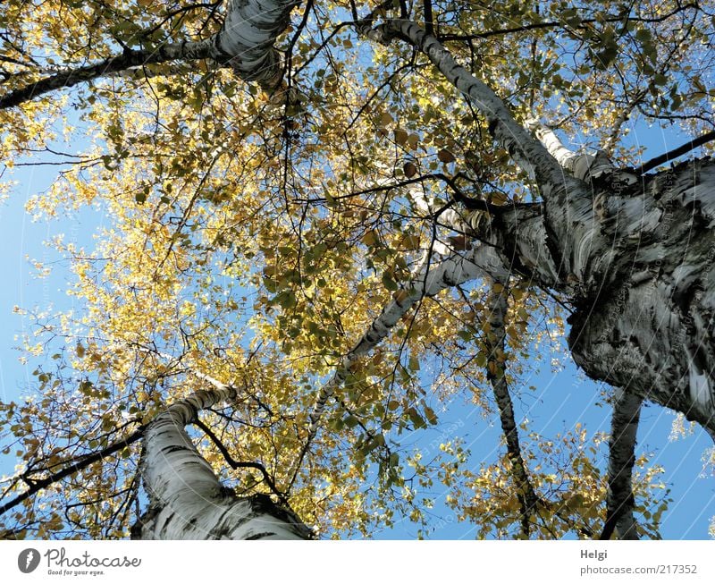 three birch... Environment Nature Plant Sky Cloudless sky Autumn Beautiful weather Flower Leaf Birch tree Birch leaves Autumnal colours Tree trunk Tree bark