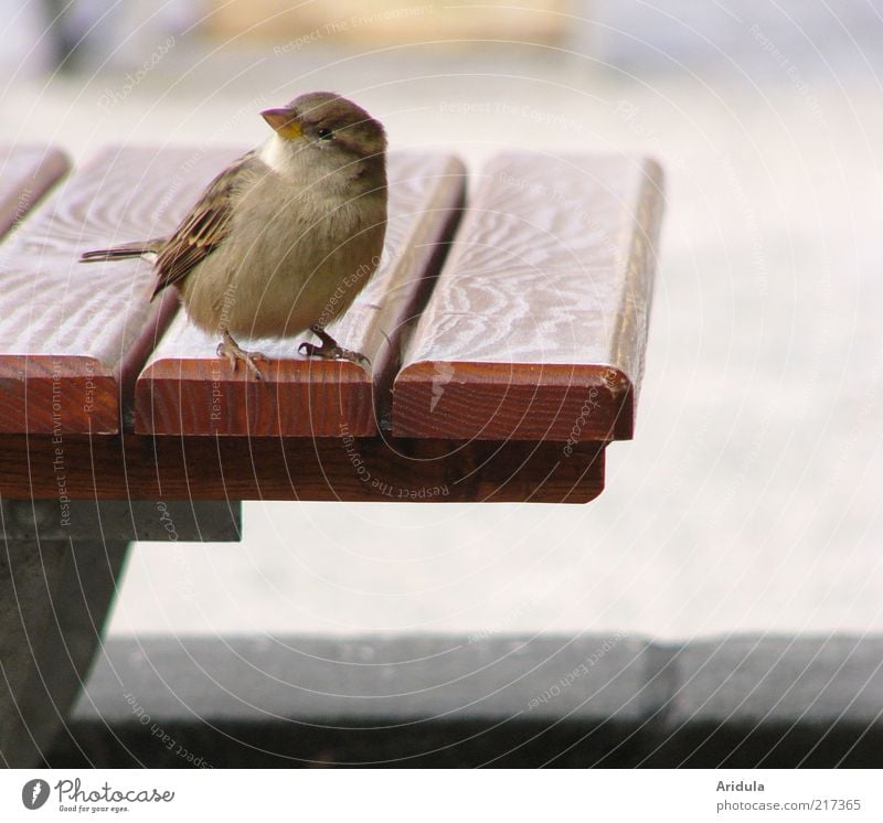 Pillnitzer Sparrow No.2 Animal Bird Wing 1 Table Observe Looking Wait Brash Free Small Curiosity Cute Soft Gray Contentment Idyll Beak Symbiosis Empty Wood