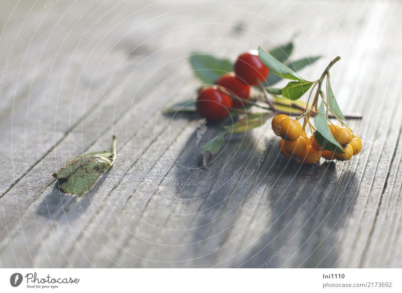 Rosehip Firethorn Nature Plant Autumn Beautiful weather Garden Park Brown Yellow Gray Green Red Black Rose hip Burning bush Back-light Shadow play Early fall
