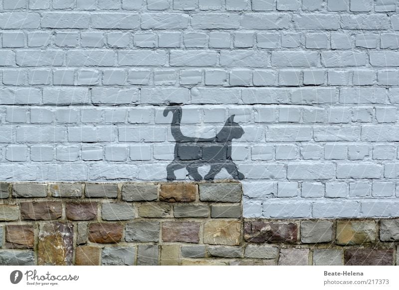 Before the cat's jump Subculture Wall (barrier) Wall (building) Stairs Facade Animal Cat Stone Graffiti Movement Walking Funny Gray Joy Attentive Watchfulness