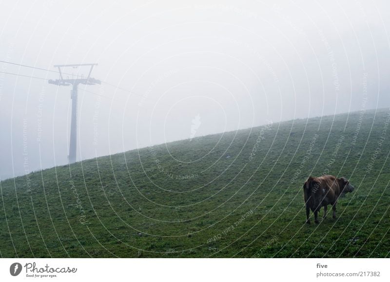 early season Autumn Weather Bad weather Fog Meadow Field Hill Animal Cow 1 Stand Cold Ski lift Dark Colour photo Exterior shot Dawn Day Rear view Pasture