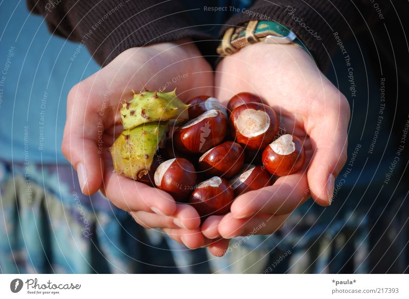 A handful of autumn Hand Fingers 1 Human being Nature Autumn Beautiful weather Chestnut Cloth Wristwatch Heart Touch Discover To hold on Natural Blue Brown