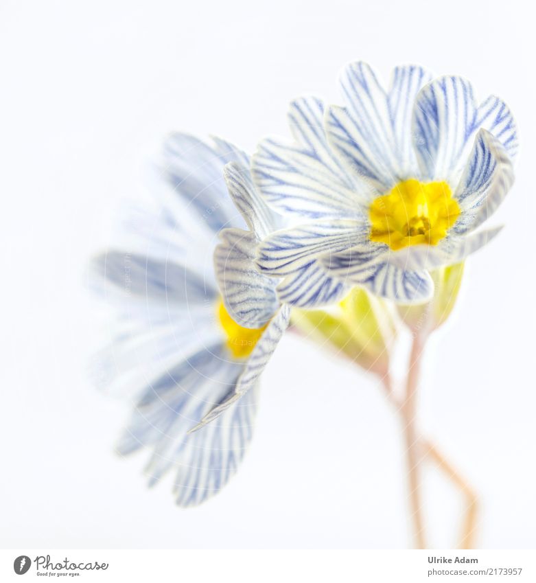 Blue white striped primroses Elegant Design Life Harmonious Well-being Contentment Relaxation Calm Meditation Decoration Wallpaper Mother's Day Nature Plant