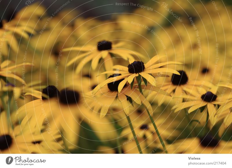 coneflower Nature Plant Autumn Flower Fragrance Natural Yellow Rudbeckia Colour photo Exterior shot Close-up Deserted Shallow depth of field Many Day