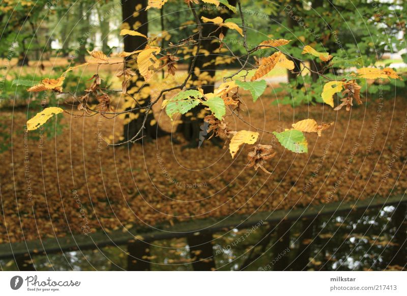 Autumn atmosphere in the park Environment Nature Landscape Plant Earth Water Bad weather Tree Leaf Foliage plant Park Forest River bank Brook Dark Wet Brown