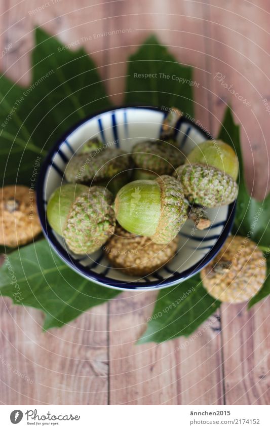 Collecting acorns II Acorn amass Bowl Decoration Lifestyle Nature Relaxation Forest Green Wood Brown Leaf Autumn Interior shot