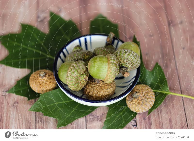 collect acorns Acorn amass Bowl Interior shot Autumn Green Leaf Nature Hat Wooden floor Brown