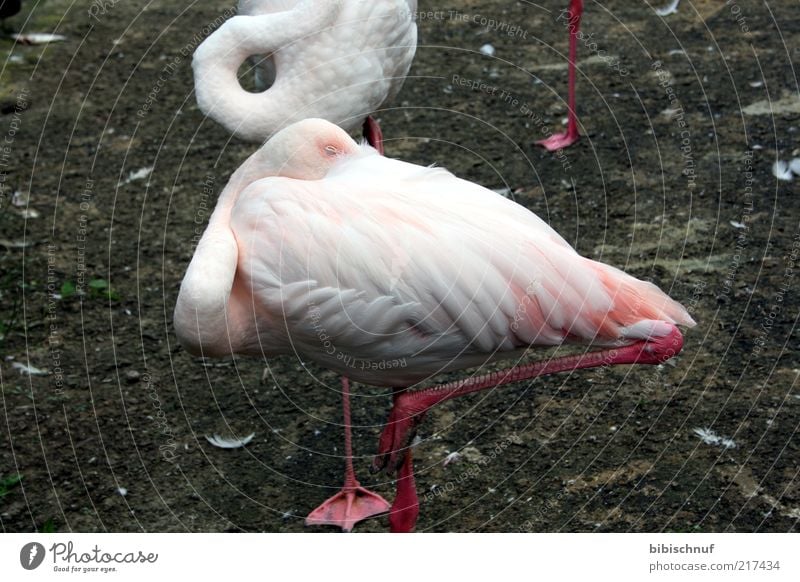 Flamingo sleeps Nature Animal 1 Sleep Colour photo Exterior shot Day Headless Deserted Pink White One-legged Bird Feather