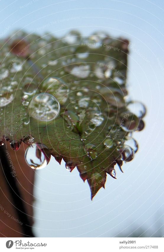 dewdrops keep falling... Nature Plant Drops of water Autumn Leaf Esthetic Authentic Fluid Fresh Glittering Cold Wet Natural Round Calm Purity Dew Colour photo