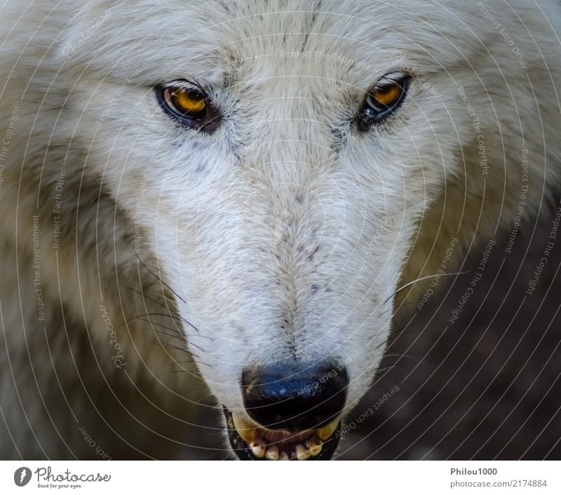 Head of a white wolf Face Nature Animal Wild animal Dog Zoo 1 Looking Aggression Natural White Dangerous background canino Carnivore Living thing danger Mammal