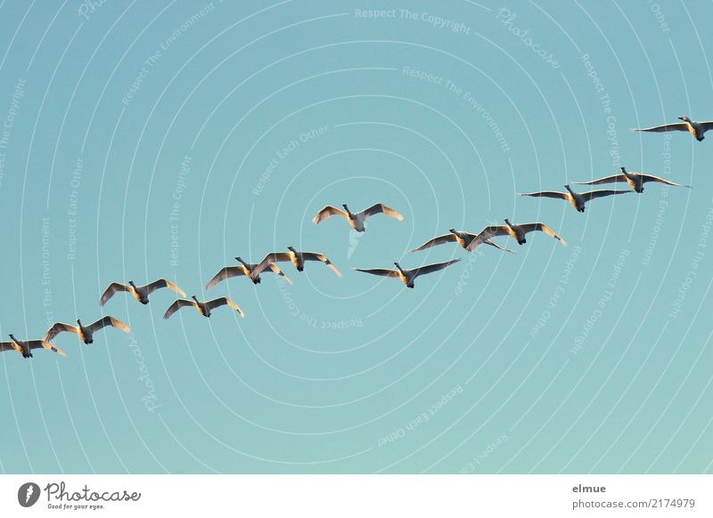12.50 Whooper swans Nature Cloudless sky Autumn Island Iceland Wild animal Swan Whooper Swan Flock Flying Esthetic Free Together Infinity