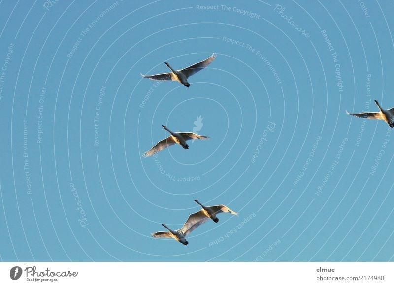 4.75 Whooper swans Animal Air Cloudless sky Sunlight Autumn Beautiful weather Island Iceland Wild animal Swan Whooper Swan Group of animals Flying Esthetic