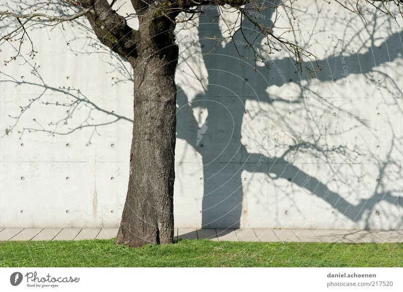 autumn tree Autumn Tree Wall (barrier) Wall (building) Gray White Concrete Concrete wall Light Shadow Silhouette Tree trunk Lawn Sun Beautiful weather