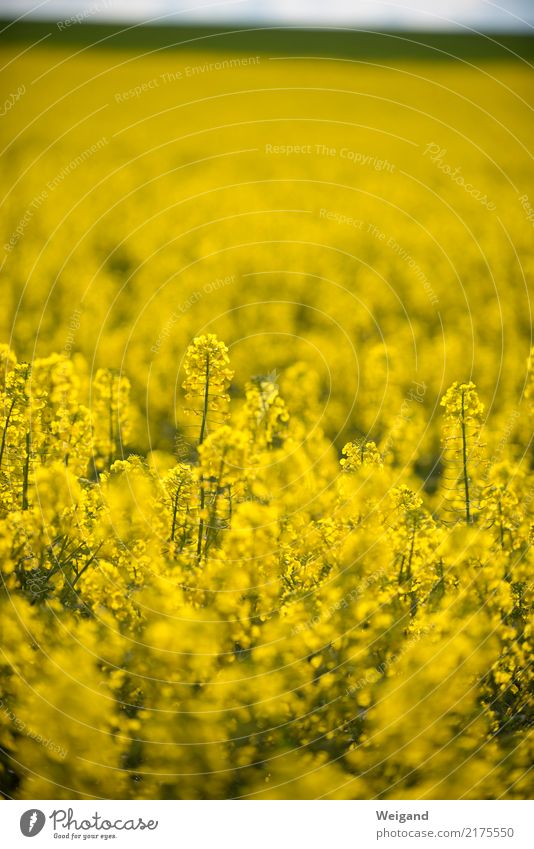 mega yellow Field Infinity Yellow Sustainability Nature Canola Growth Agriculture Spring Blossoming Fragrance Honey Landscape Sun Organic produce Deserted