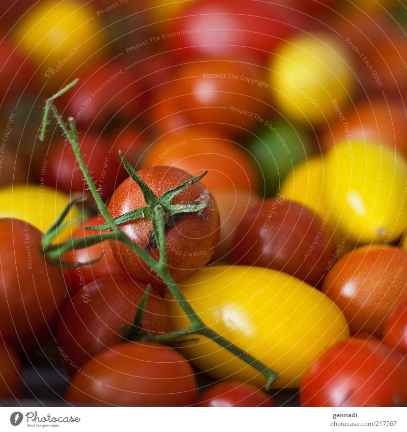 Organic tomatoes Food Vegetable Tomato Stalk Nutrition Organic produce Vegetarian diet Healthy Uniqueness Delicious Natural Juicy Red Fresh Heap Multiple Many