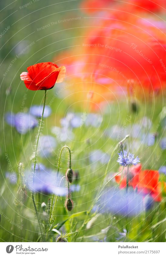 #A# Poppy Field II Environment Nature Plant Flower Grass Esthetic Poppy blossom Poppy field Red Blossoming Green pastures Meadow Meadow flower Colour photo