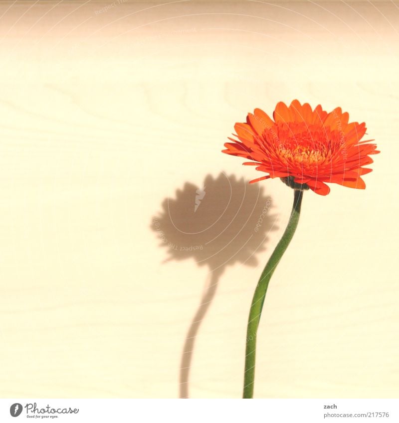Delicate Plant Flower Blossom Gerbera Blossoming Fragrance Beautiful Growth Blossom leave Orange Colour photo Interior shot Deserted Copy Space left