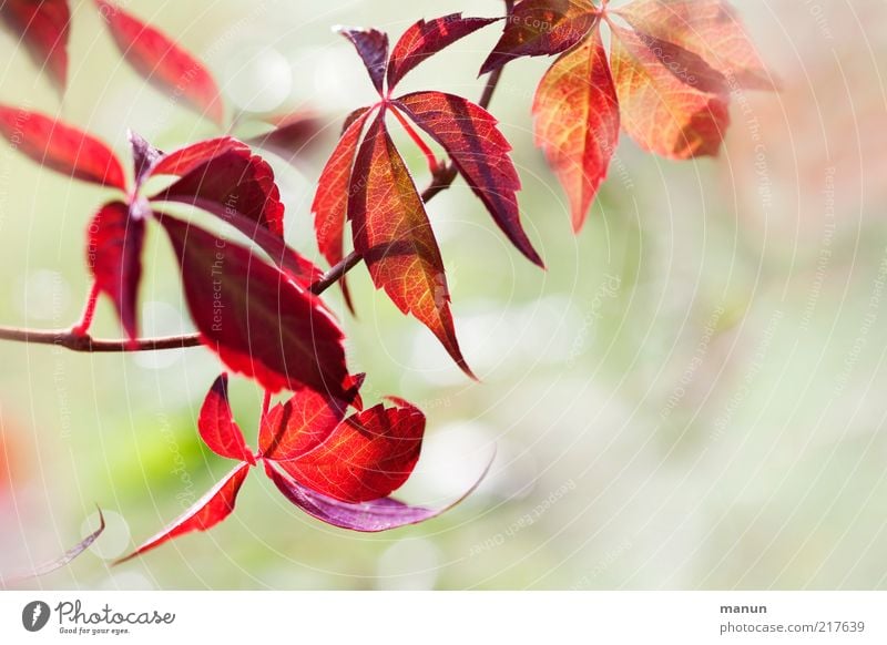 Red wine Environment Nature Autumn Plant Bushes Leaf Vine leaf Vine tendril Twigs and branches Autumn leaves Autumnal colours Fantastic Bright Beautiful Natural