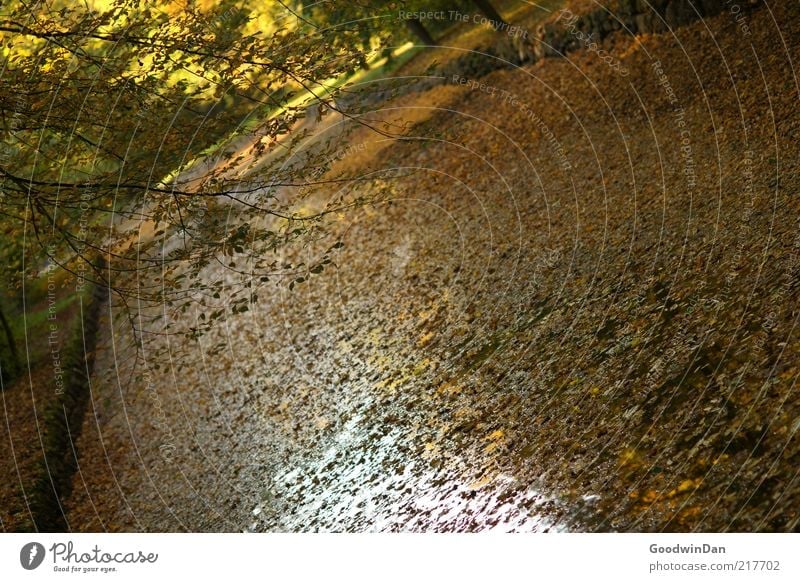 broadleaf Environment Nature Elements Earth Water Park Brook Beautiful Emotions Moody Leaf Autumn Autumn leaves Colour photo Exterior shot Deserted Dawn
