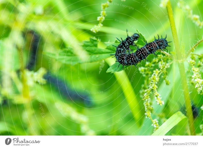 Caterpillar of peacock butterfly Animal Leaf Wild animal Butterfly To feed Black Peacock butterfly Thorn white stinging nettle Insect Germany GrÃ¼n Colour photo