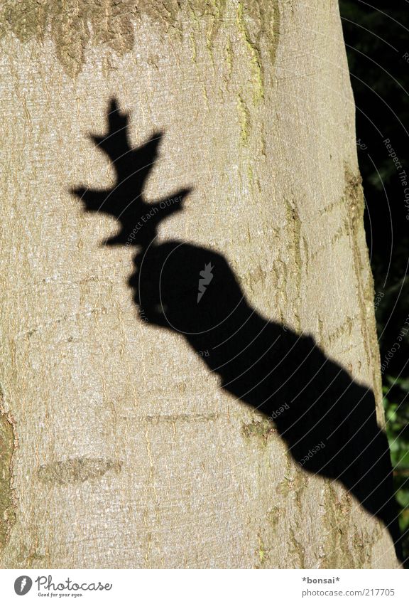 another... Arm Hand 1 Human being Nature Plant Sunlight Autumn Beautiful weather Tree Leaf Illuminate Old Large Natural Brown Black Discover Environment