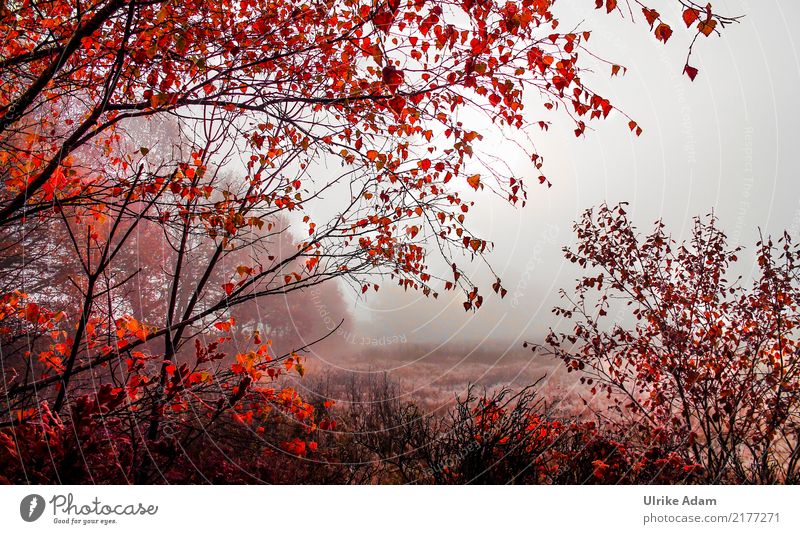 autumn fog Design Harmonious Well-being Contentment Relaxation Calm Arrange Decoration Wallpaper Image Poster Hallowe'en Nature Landscape Autumn Fog Tree Leaf