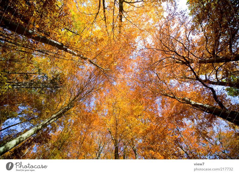 October Environment Nature Plant Sky Tree Leaf Forest Esthetic Authentic Simple Natural Many Brown Multicoloured Yellow Calm Autumn Leaf canopy Autumnal
