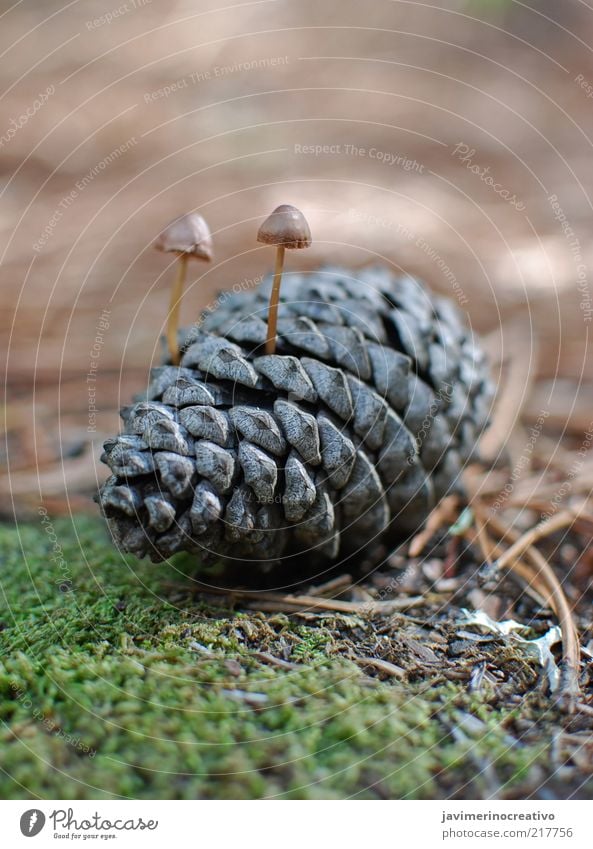 PINE CONE Mushroom Environment Nature Plant Elements Climate Grass Wood Emphasis Colour photo Exterior shot Morning Day Deep depth of field
