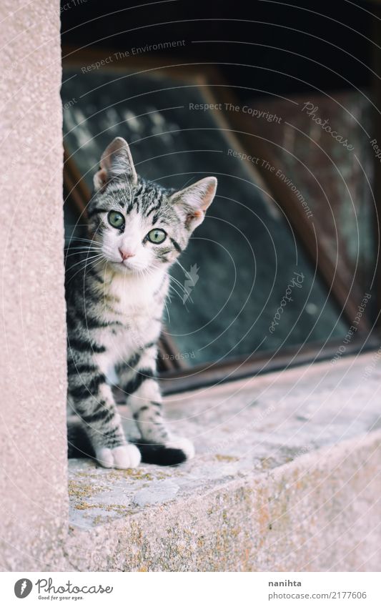 Little curious cat Window Wall (barrier) Wall (building) Animal Pet Cat Animal face 1 Baby animal Observe Sit Authentic Free Small Astute Curiosity Cute Brown