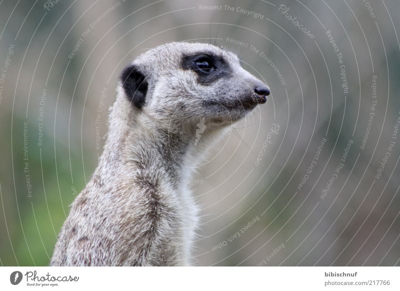 Meerkats in detail Animal Wild animal Animal face 1 Sit Colour photo Exterior shot Day Animal portrait Profile Looking Eyes Nose Snout Pelt Deserted