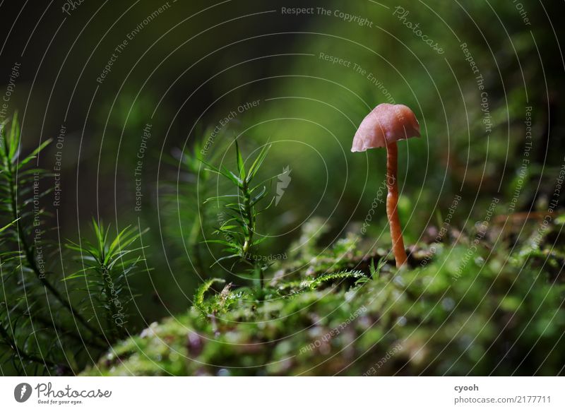 Mushroom in moss Nature Landscape Plant Earth Autumn Moss Forest Growth Small Pink Uniqueness Idyll Perspective Decline Time Diminutive Warped Woodground