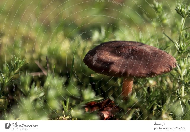 small+furry Environment Nature Summer Autumn Grass Moss Mushroom cap Growth Authentic Beautiful Brown Green Velvety Colour photo Close-up Copy Space top