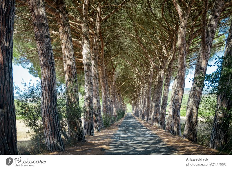 Avenue in Tuscany Relaxation Calm Trip Summer Nature Tree Forest Street Driving Hot Green White Romance Loneliness Summery Italy road trip Sequence Colour photo