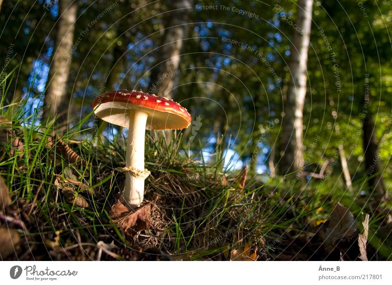 In the big forest Environment Nature Elements Earth Sky Autumn Beautiful weather Tree Grass Moss Leaf Forest Line Illuminate Growth Green Red Amanita mushroom