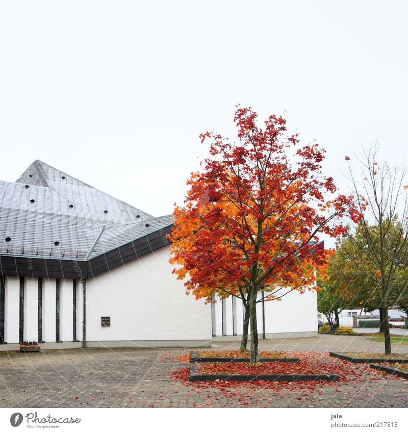 red-leaf Sky Autumn Tree House (Residential Structure) Places Manmade structures Building Architecture Wall (barrier) Wall (building) Facade Roof Gloomy Gray