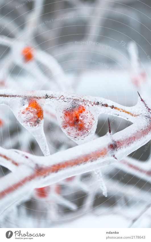 fruits covered with ice Fruit Winter Plant Orange White cold branch Colour photo Close-up Deserted Day