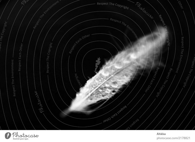 Swan feather with drops of water against a black background Drops of water Feather Fresh Glittering Creepy Wet Natural Black White Wisdom Purity Dream Sadness