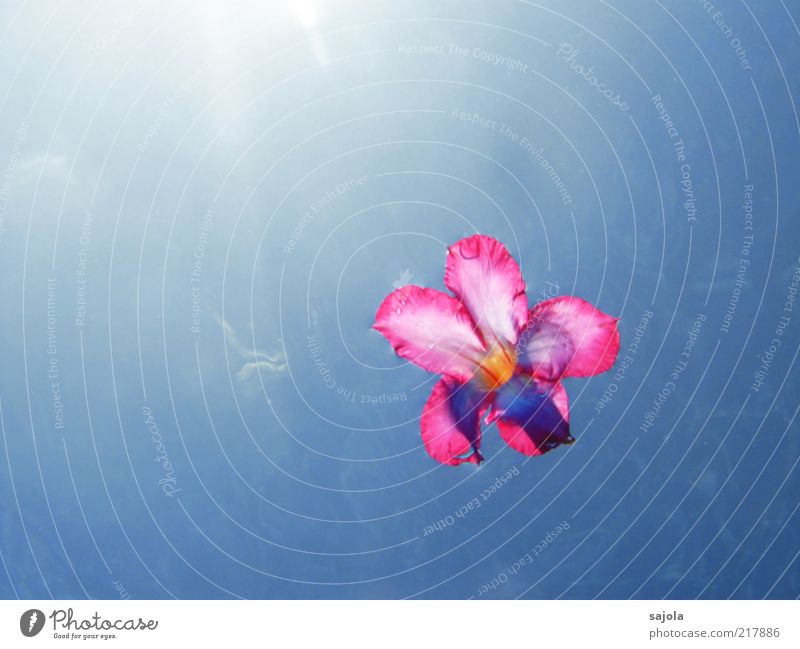 floating flower Nature Plant Elements Water Sky Sun Summer Flower Blossom Blue Pink Hover Colour photo Exterior shot Underwater photo Deserted Copy Space left