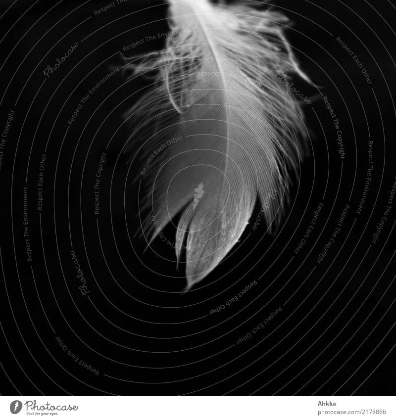 Swan feather against a black background Feather Line Esthetic Authentic Small Black White Hope Belief Humble Sadness Concern Grief Death Pain Loneliness