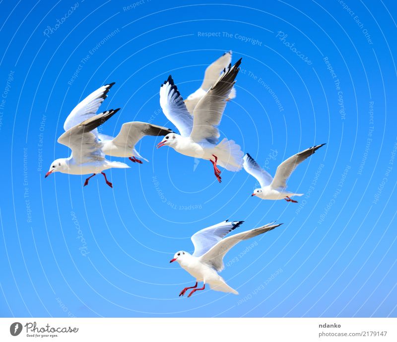 flock of white gulls Freedom Summer Ocean Nature Animal Sky Bird Flock Movement Flying Blue White Seagull space air Feather Story soar wildlife Colour photo