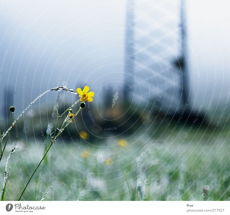 going at the wild emperor Environment Nature Sky Autumn Bad weather Fog Plant Flower Grass Meadow Alps Cold Dew Electricity pylon Colour photo Exterior shot