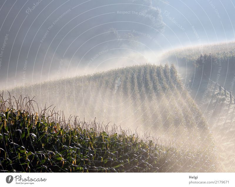 early morning fog ... Environment Nature Landscape Plant Autumn Fog Tree Agricultural crop Maize Maize field Field Fence Exceptional Cold Natural Blue Gray