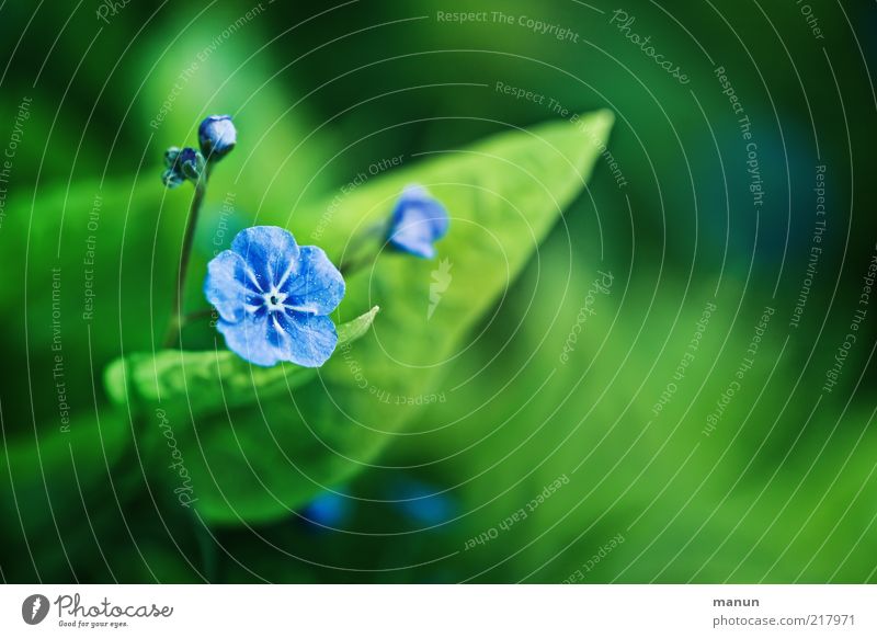 "Blue-blooded" Nature Spring Summer Plant Leaf Blossom Forget-me-not Beautiful Emotions Colour photo Exterior shot Close-up Day Copy Space right