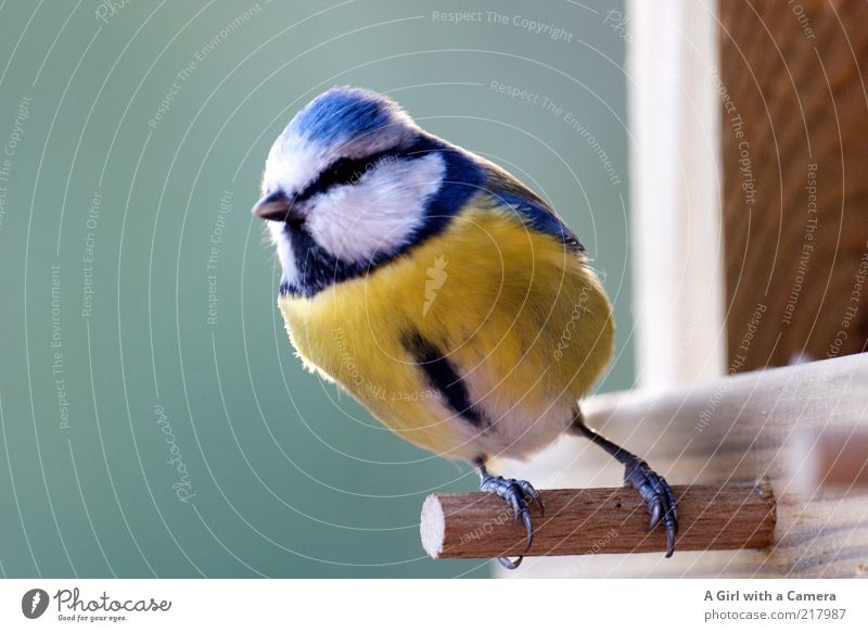 a tit Wild animal Bird Tit mouse 1 Animal Wood Looking Small Natural Cute Blue Yellow Freedom To hold on Animal face Animal portrait Full-length Plumed