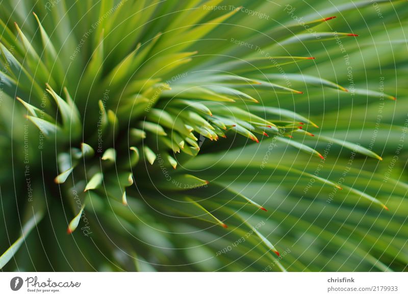 Plant with red tips Garden Environment Nature Bushes Cactus Foliage plant Maritime Thorny Green Colour photo Exterior shot Blur Shallow depth of field