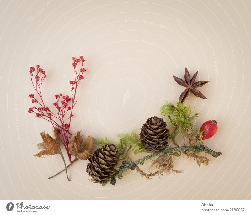 autumn decoration Environment Nature Autumn Plant Moss Wild plant Fir cone Rose hip Star aniseed Beechnut Decoration Gift Salutation Natural Brown Green Red